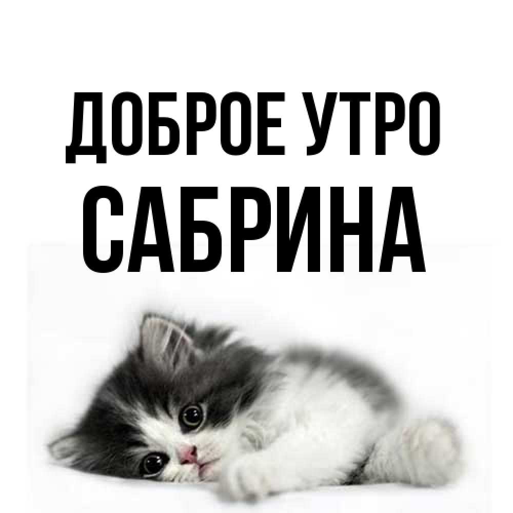 Открытка на каждый день с именем, Сабрина Доброе утро кот лапки Прикольная открытка с пожеланием онлайн скачать бесплатно 