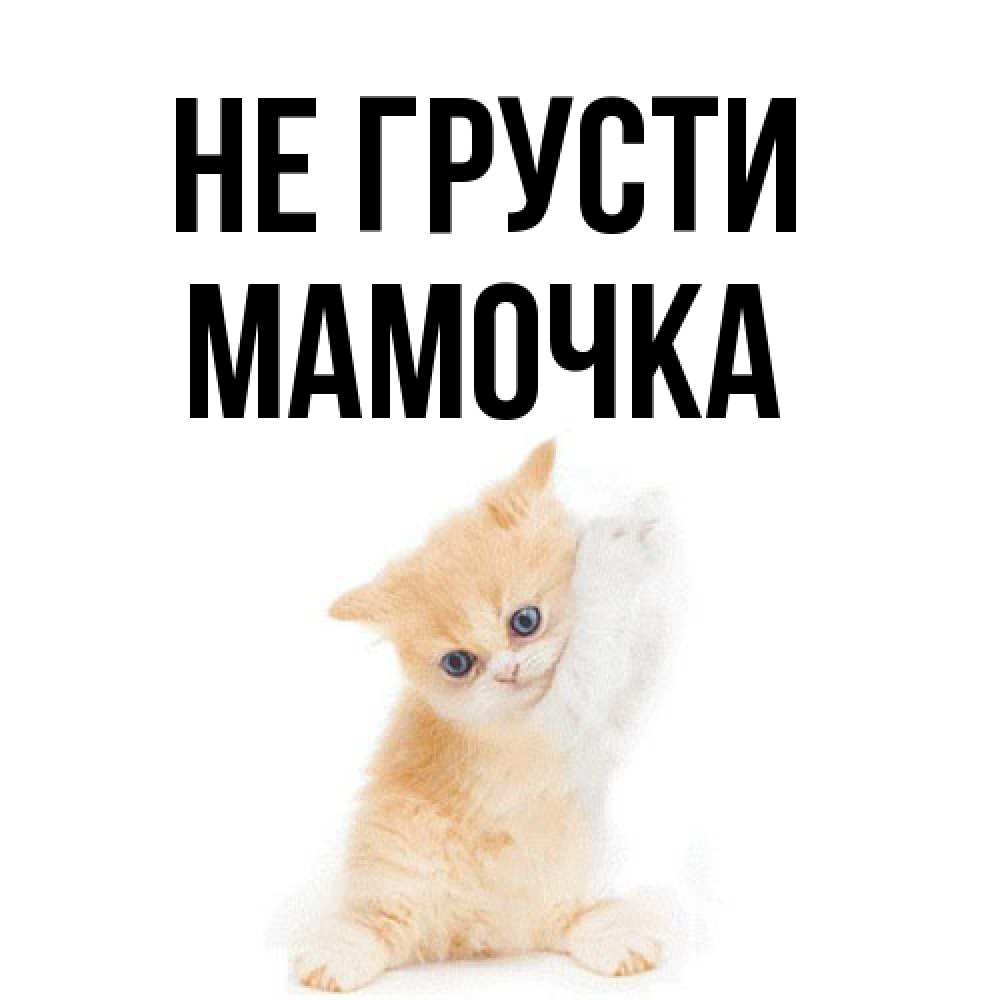 Открытка на каждый день с именем, Мамочка Не грусти просящий кот Прикольная открытка с пожеланием онлайн скачать бесплатно 