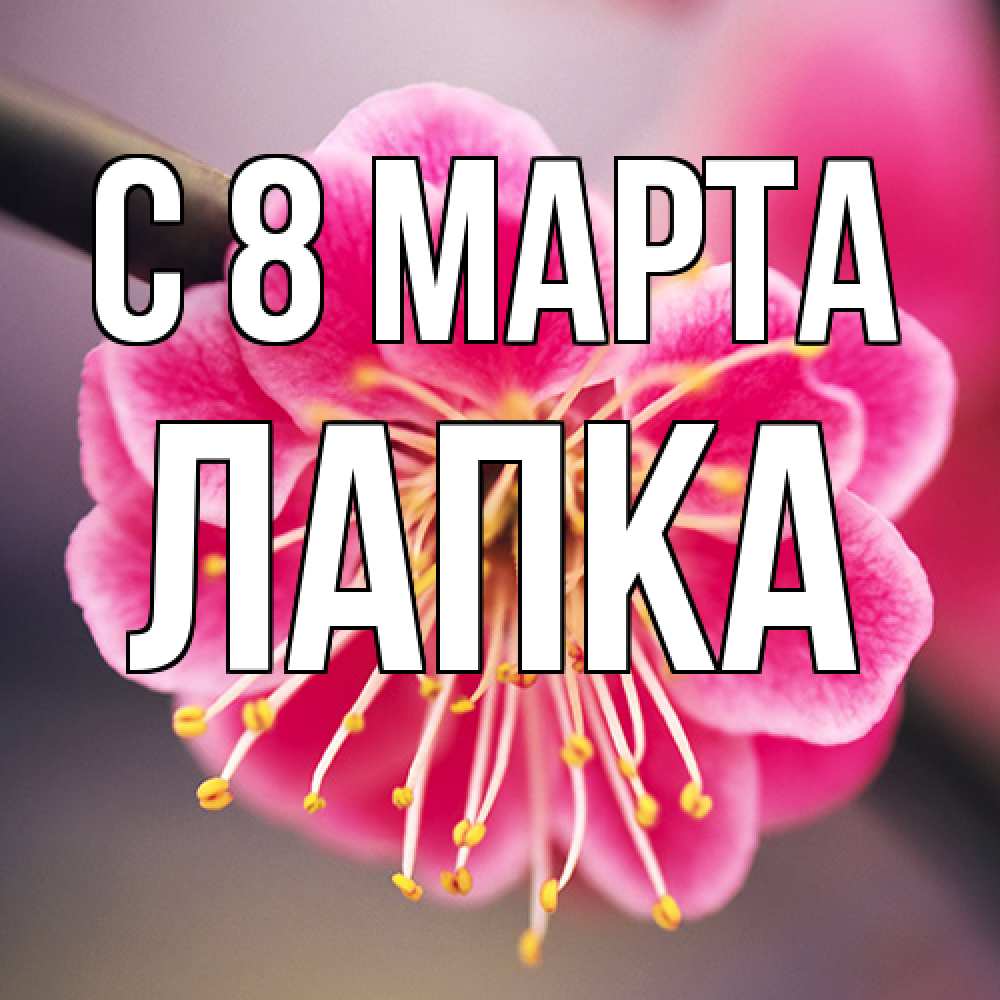 Открытка на каждый день с именем, лапка C 8 МАРТА цветы Прикольная открытка с пожеланием онлайн скачать бесплатно 