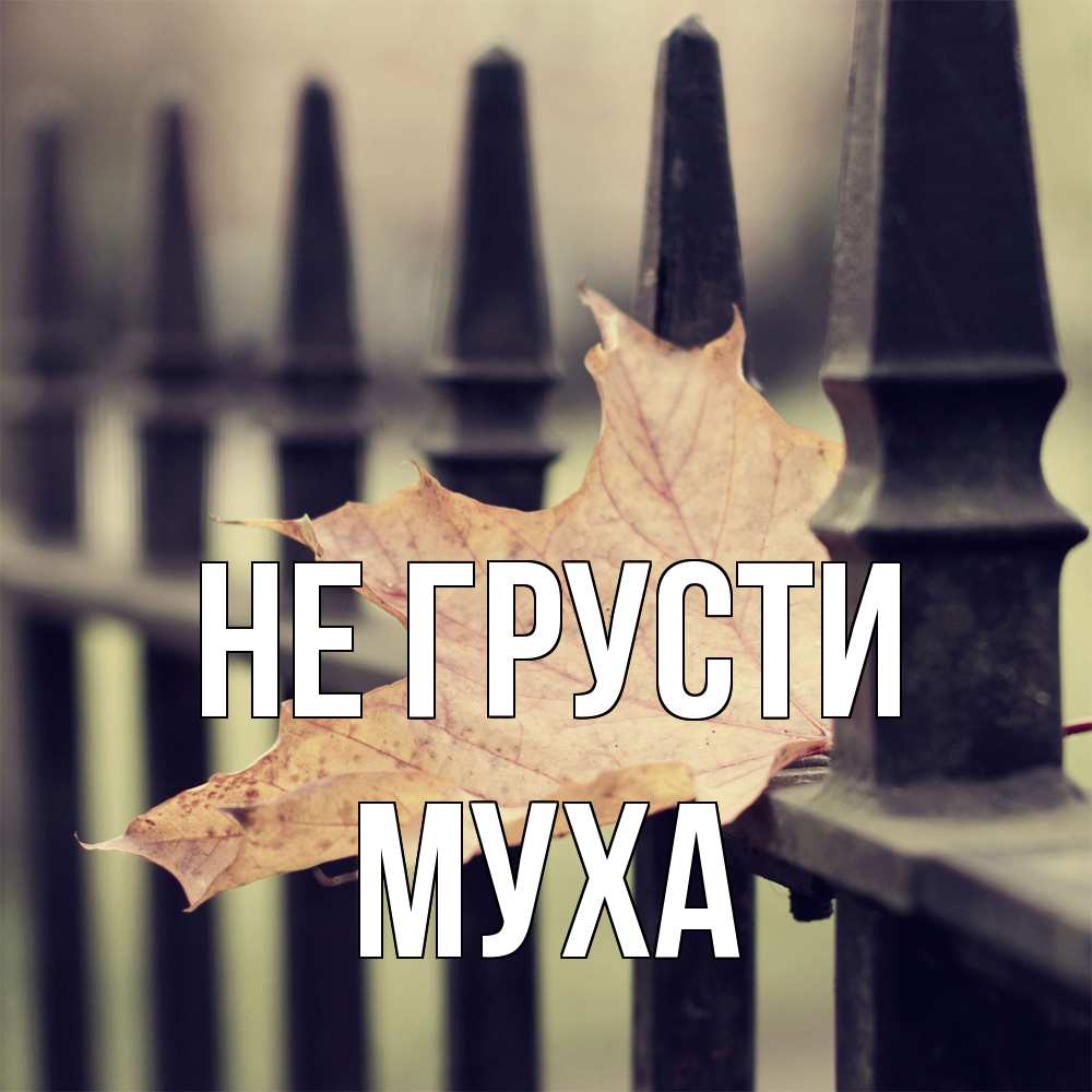 Открытка на каждый день с именем, Муха Не грусти лист клена Прикольная открытка с пожеланием онлайн скачать бесплатно 