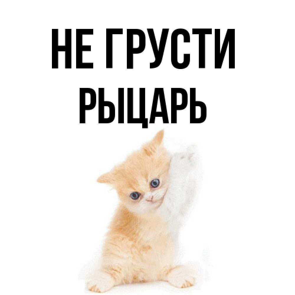 Открытка на каждый день с именем, Рыцарь Не грусти просящий кот Прикольная открытка с пожеланием онлайн скачать бесплатно 