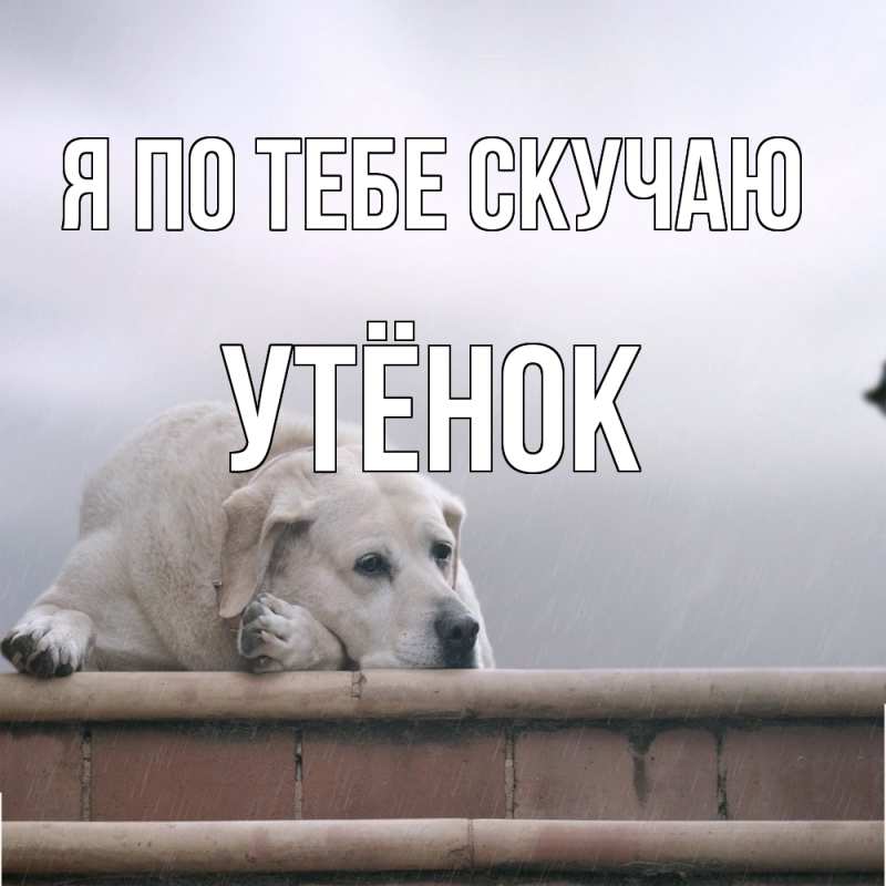 Картинка Я по тебе скучаю, Утёнок