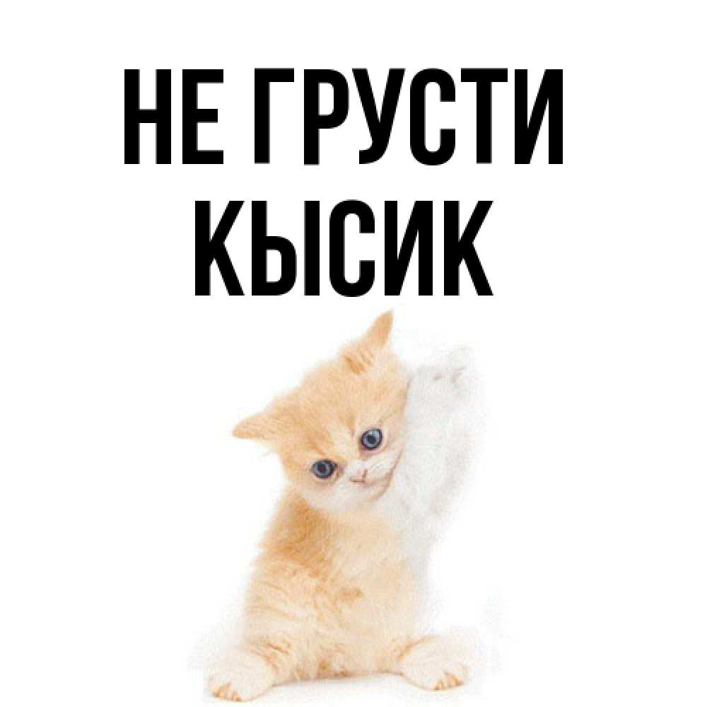 Открытка на каждый день с именем, Кысик Не грусти просящий кот Прикольная открытка с пожеланием онлайн скачать бесплатно 
