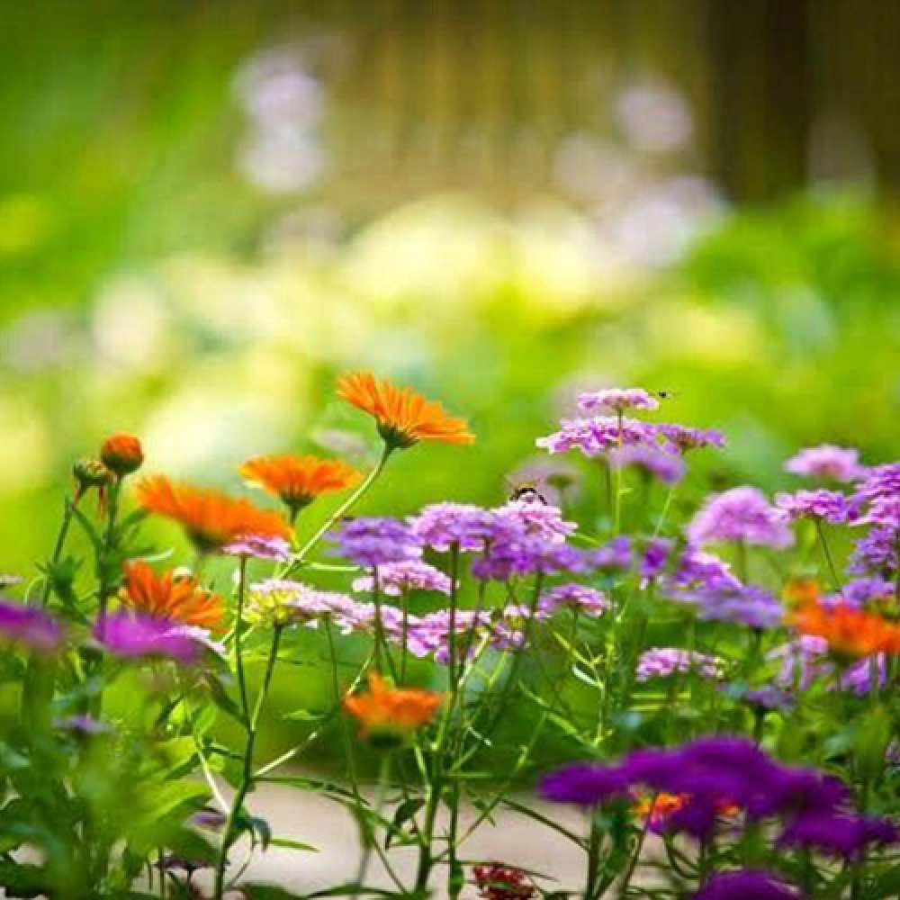 Открытка на каждый день с именем, Вова C 8 МАРТА цветы Прикольная открытка с пожеланием онлайн скачать бесплатно 