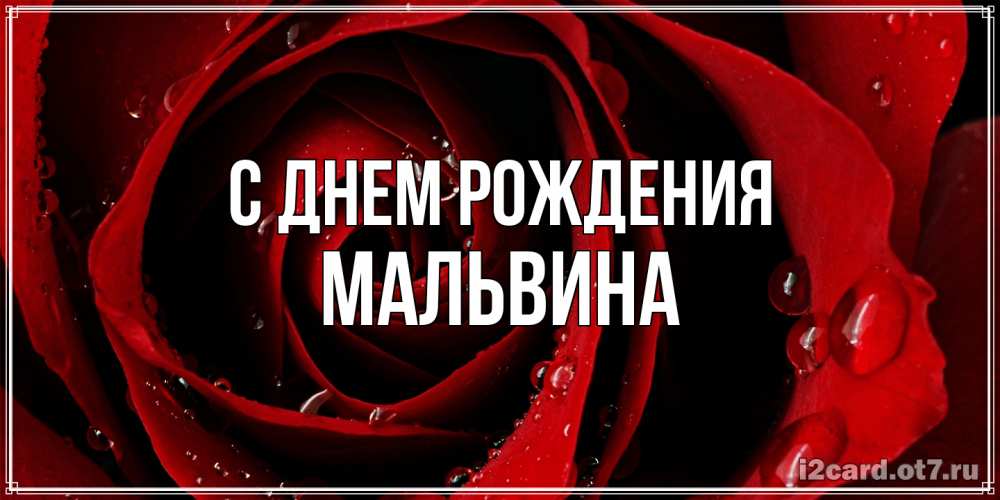 Открытка на каждый день с именем, Мальвина С днем рождения крупная бордовая роза Прикольная открытка с пожеланием онлайн скачать бесплатно 