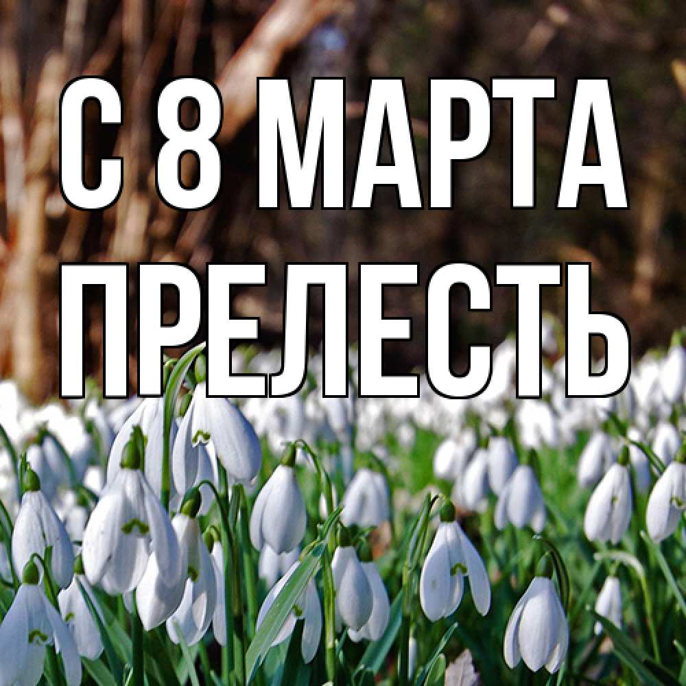 Открытка на каждый день с именем, прелесть C 8 МАРТА с подснежниками 1 Прикольная открытка с пожеланием онлайн скачать бесплатно 