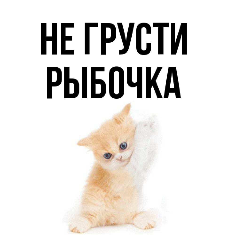 Открытка на каждый день с именем, рыбочка Не грусти просящий кот Прикольная открытка с пожеланием онлайн скачать бесплатно 