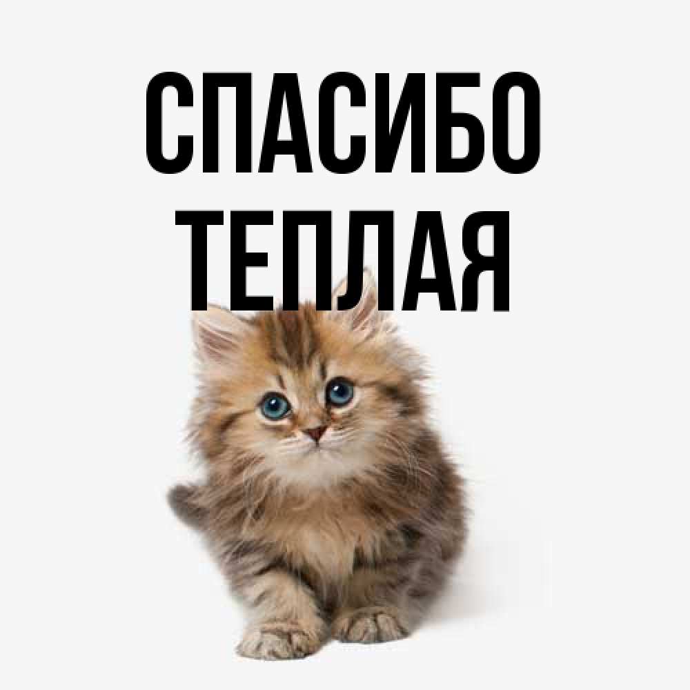 Открытка на каждый день с именем, теплая Спасибо пушистый котик Прикольная открытка с пожеланием онлайн скачать бесплатно 