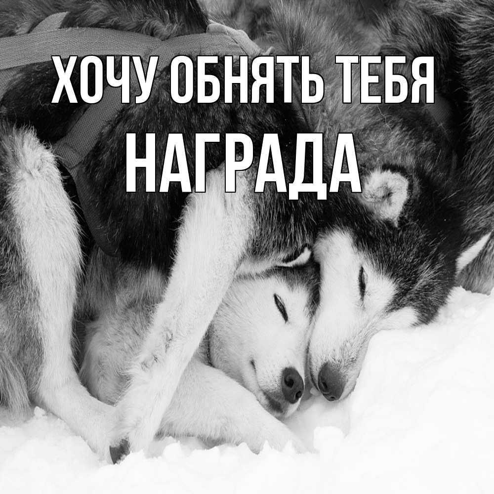 Открытка на каждый день с именем, Награда Хочу обнять тебя собачки в упряжке Прикольная открытка с пожеланием онлайн скачать бесплатно 