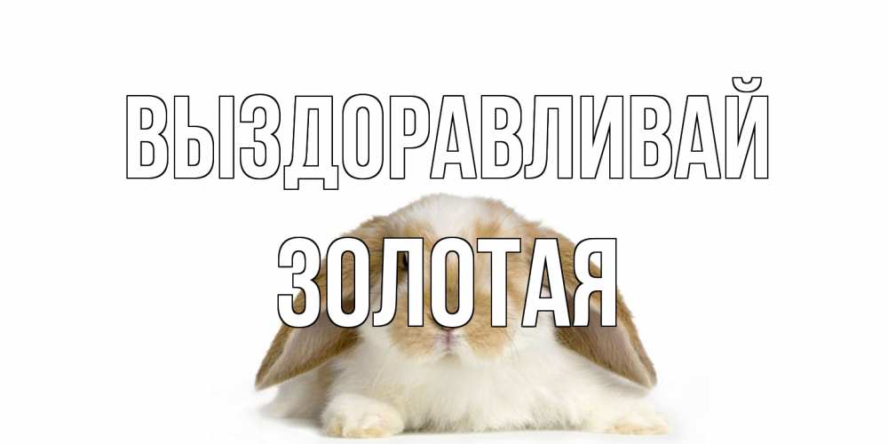 Открытка на каждый день с именем, золотая Выздоравливай вислоухий кролик белого и коричневого цвета Прикольная открытка с пожеланием онлайн скачать бесплатно 