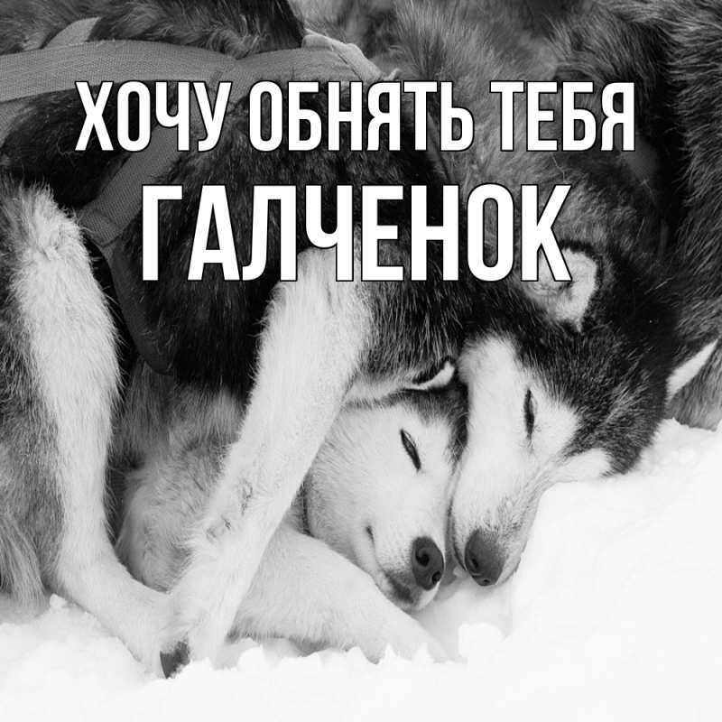 Картинка Хочу обнять тебя, Галченок