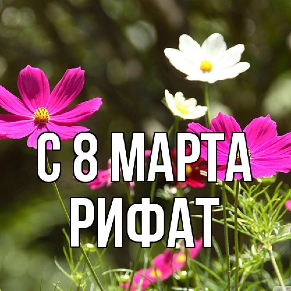 Открытка на каждый день с именем, Рифат C 8 МАРТА цветы Прикольная открытка с пожеланием онлайн скачать бесплатно 