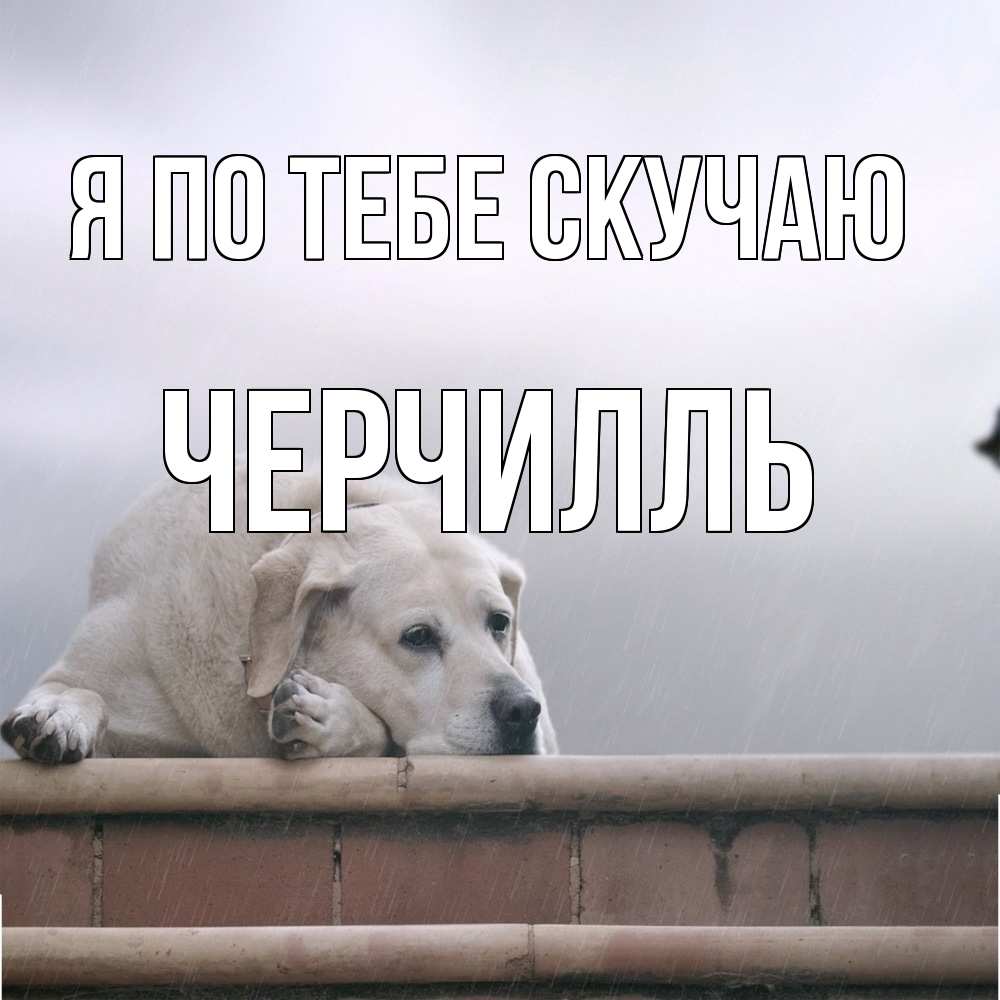 Открытка на каждый день с именем, Черчилль Я по тебе скучаю ждет Прикольная открытка с пожеланием онлайн скачать бесплатно 