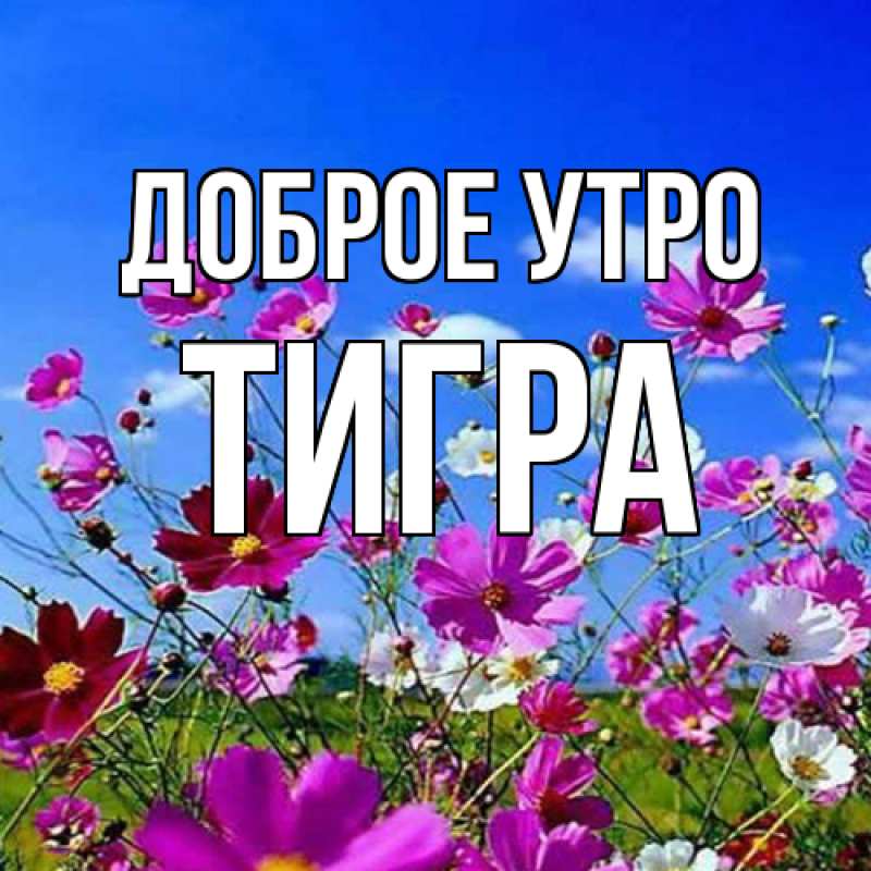 Картинка Доброе утро, Тигpа
