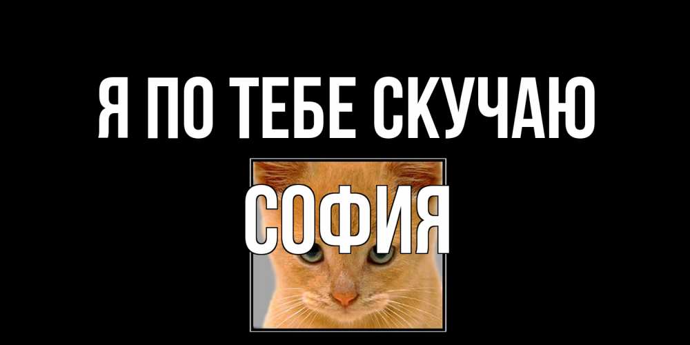 Открытка на каждый день с именем, София Я по тебе скучаю открытки рыжий котенок скучает по тебе Прикольная открытка с пожеланием онлайн скачать бесплатно 