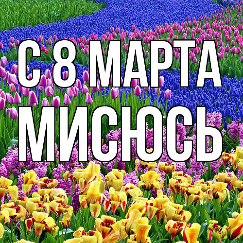 Открытка на каждый день с именем, мисюсь C 8 МАРТА цветы Прикольная открытка с пожеланием онлайн скачать бесплатно 
