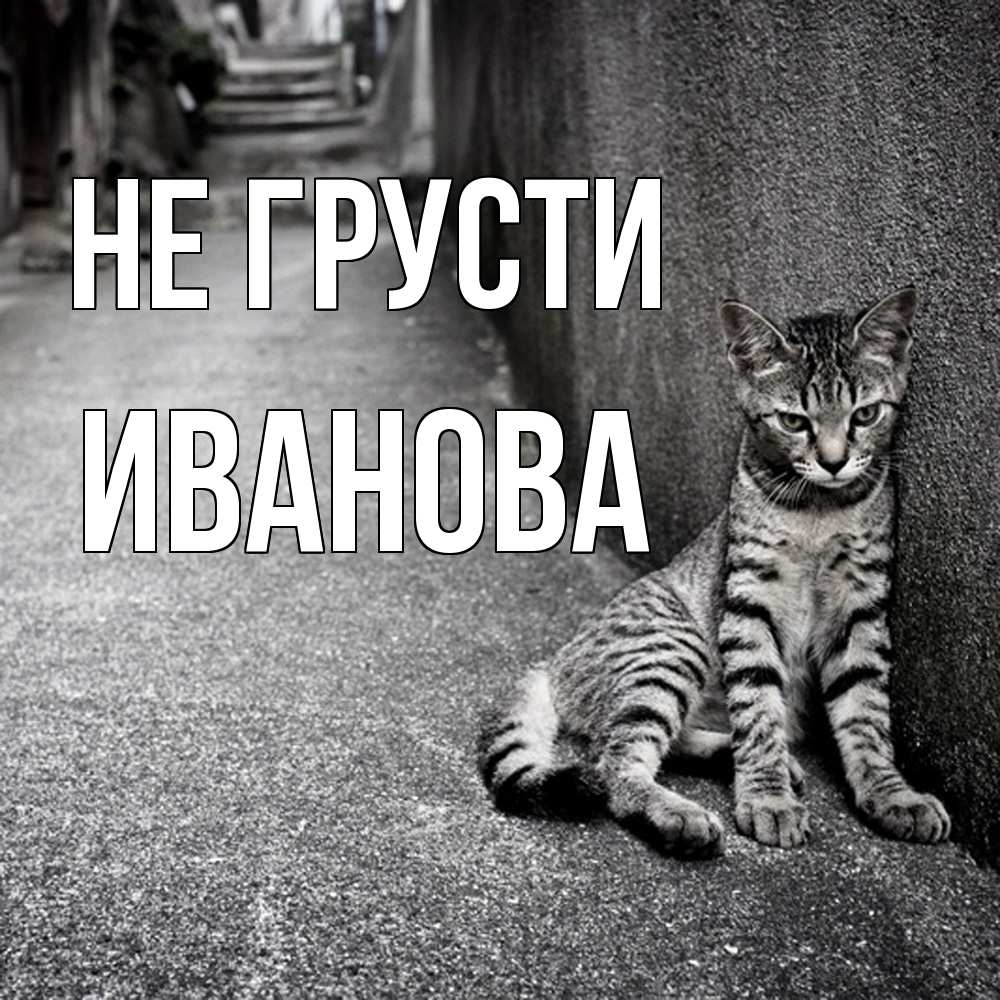 Открытка на каждый день с именем, Иванова Не грусти скучающий котик Прикольная открытка с пожеланием онлайн скачать бесплатно 