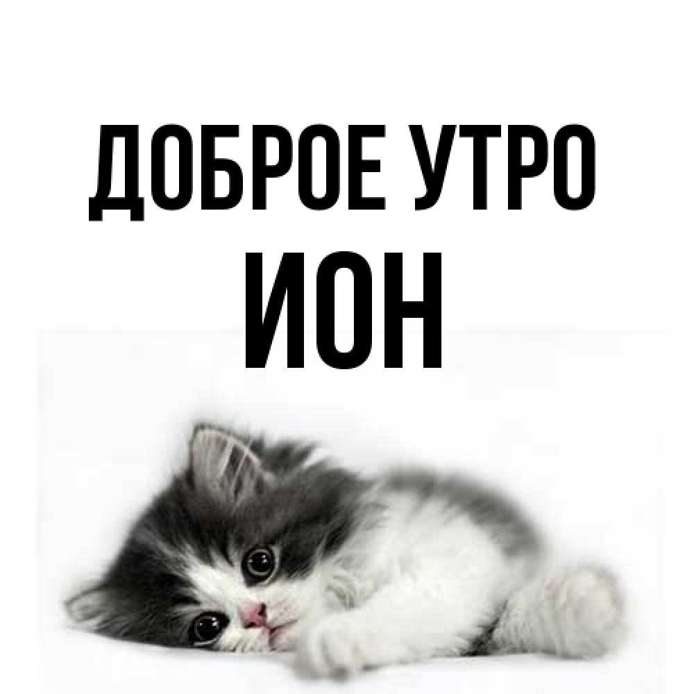 Открытка на каждый день с именем, Ион Доброе утро кот лапки Прикольная открытка с пожеланием онлайн скачать бесплатно 