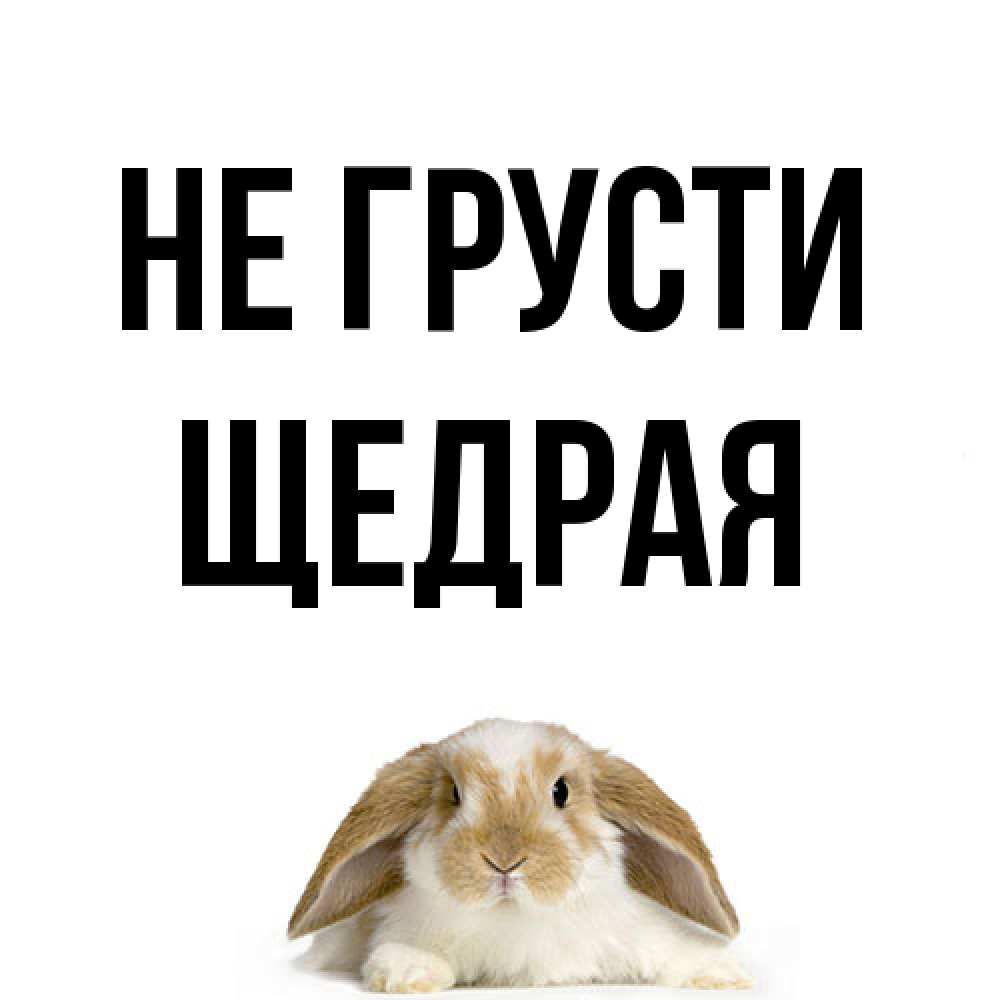 Открытка на каждый день с именем, Щедpая Не грусти коричнево белый заяц с большими ушками Прикольная открытка с пожеланием онлайн скачать бесплатно 