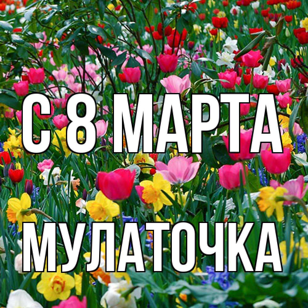 Открытка на каждый день с именем, Мулаточка C 8 МАРТА с международным женским днем поздравления для женщины Прикольная открытка с пожеланием онлайн скачать бесплатно 
