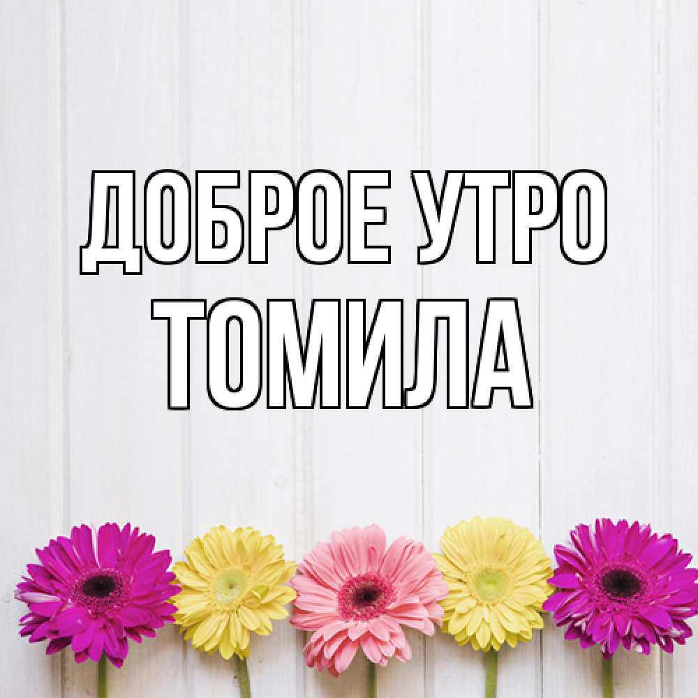 Открытка на каждый день с именем, Томила Доброе утро красный желтый и розовый цветок Прикольная открытка с пожеланием онлайн скачать бесплатно 