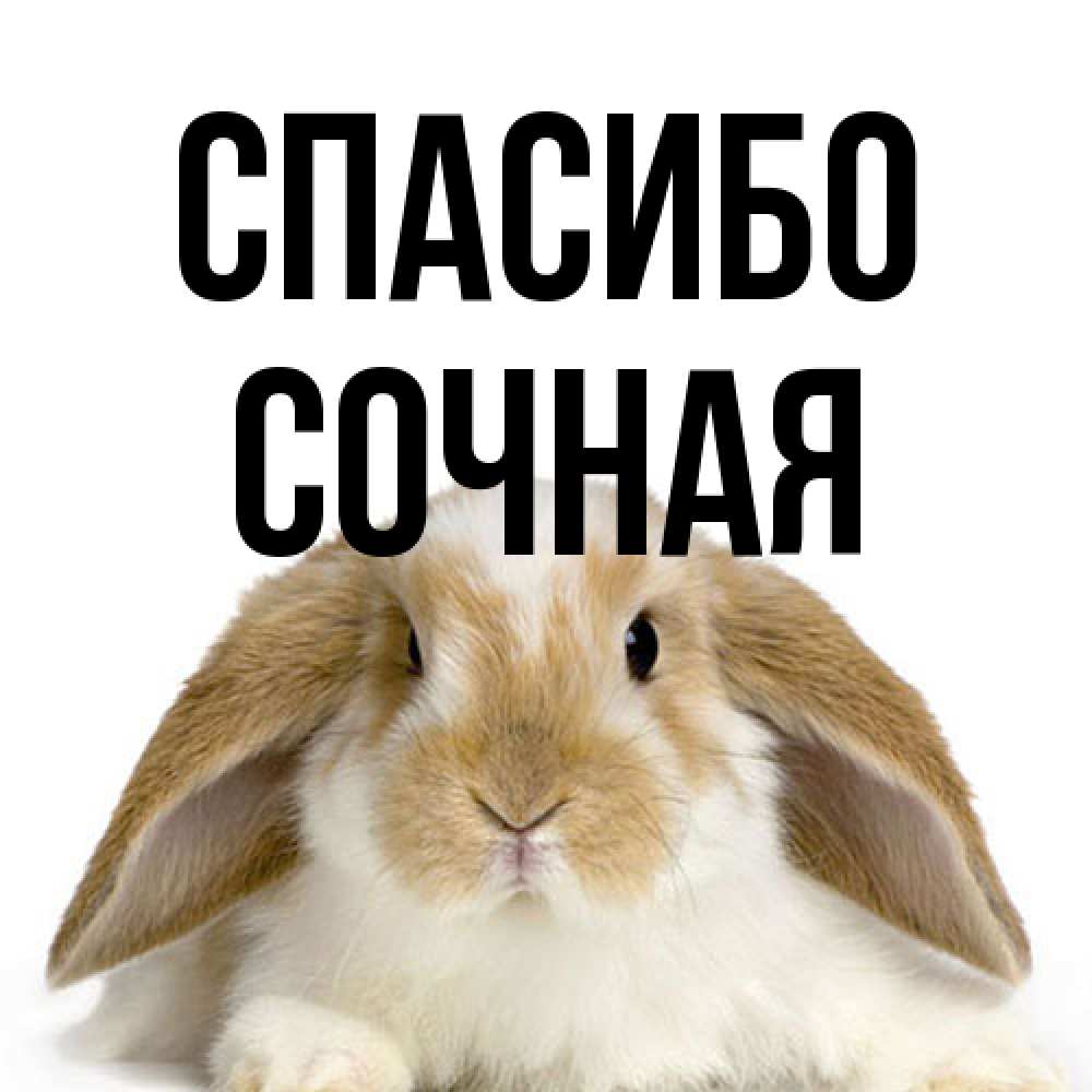 Открытка на каждый день с именем, Сочная Спасибо коричнево белый заяц Прикольная открытка с пожеланием онлайн скачать бесплатно 