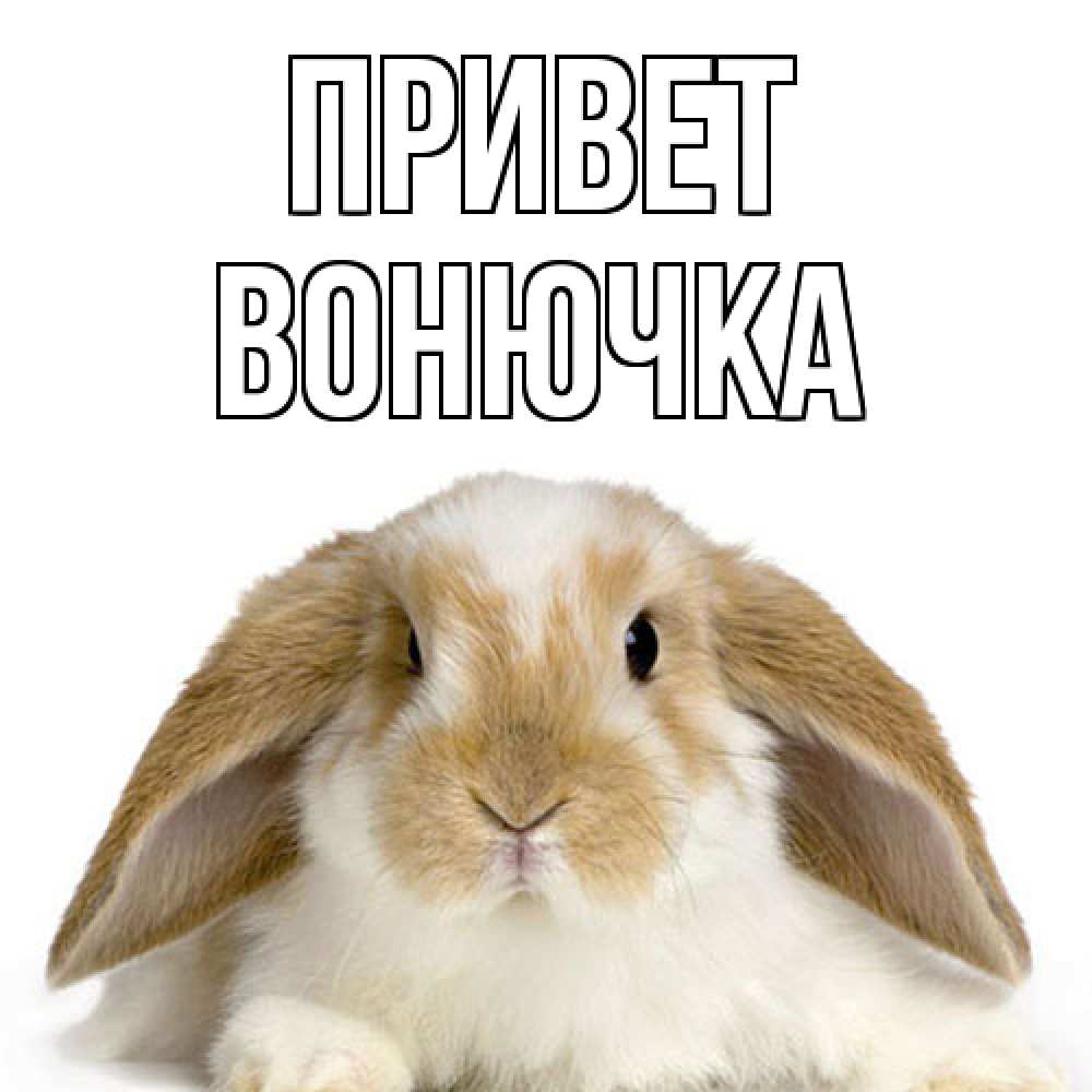 Открытка на каждый день с именем, Вонючка Привет с животными Прикольная открытка с пожеланием онлайн скачать бесплатно 