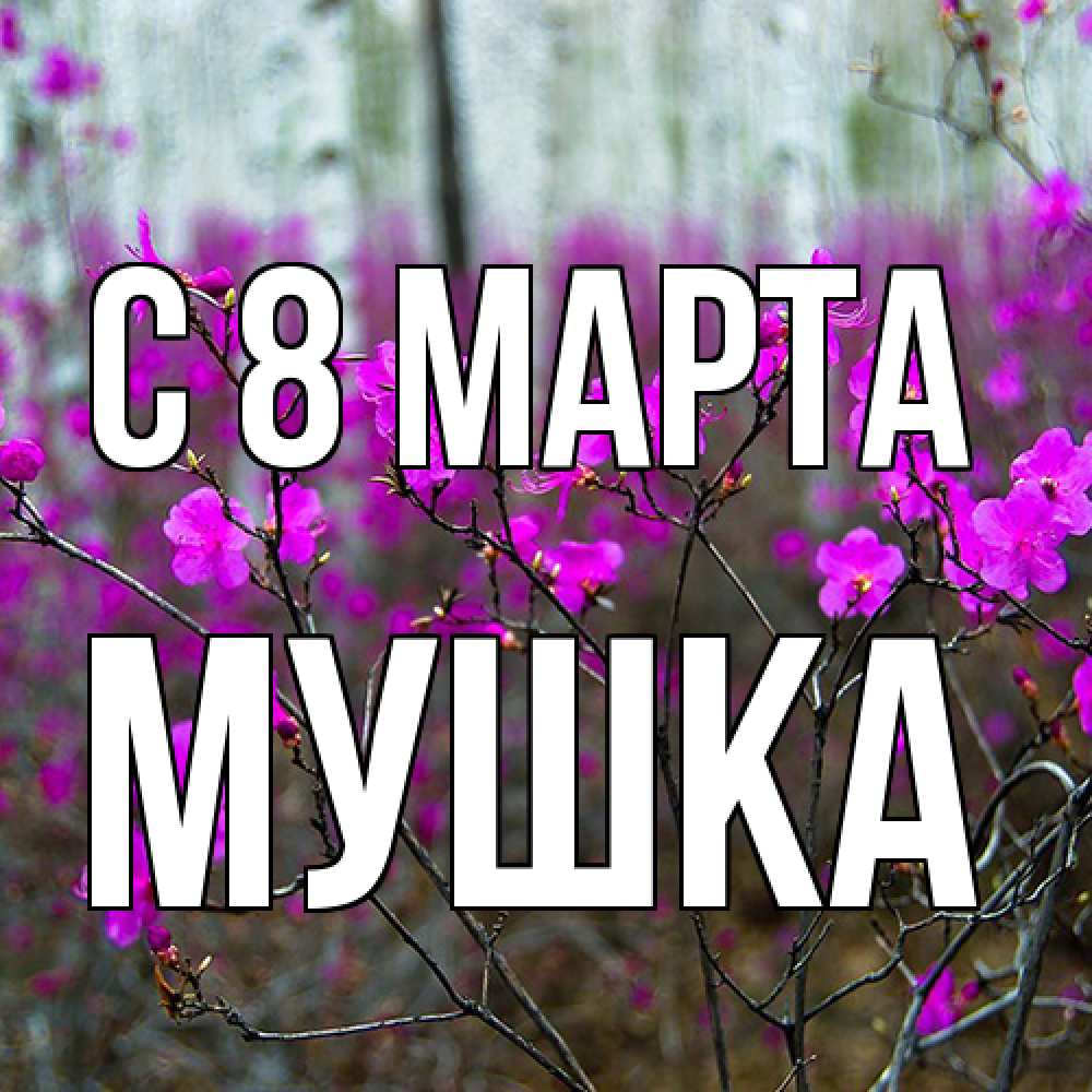 Открытка на каждый день с именем, мушка C 8 МАРТА дикие цветы Прикольная открытка с пожеланием онлайн скачать бесплатно 