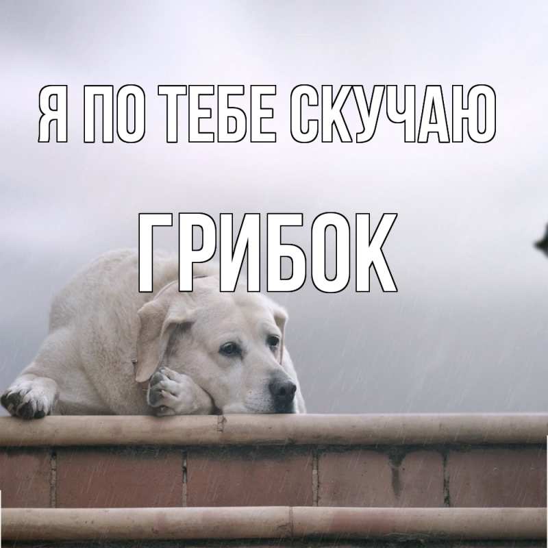 Картинка Я по тебе скучаю, Грибок