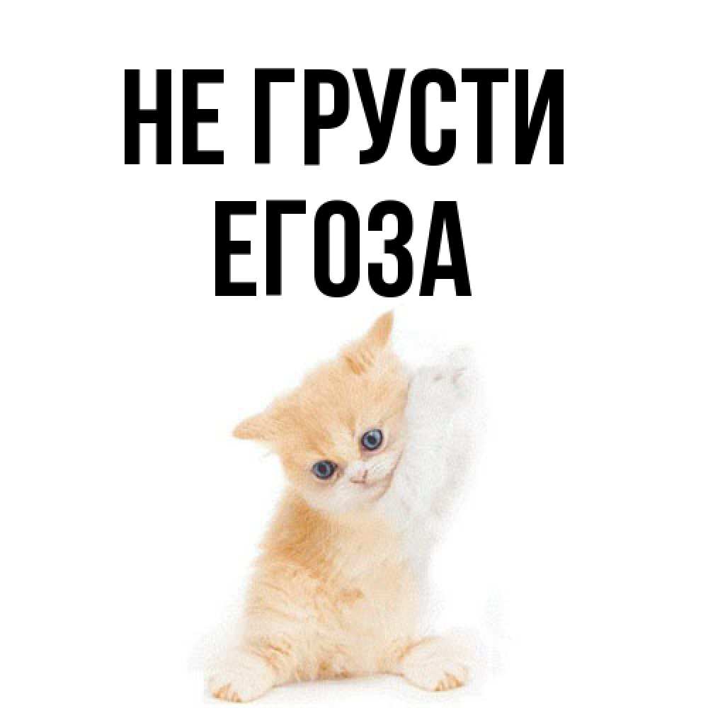 Открытка на каждый день с именем, егоза Не грусти просящий кот Прикольная открытка с пожеланием онлайн скачать бесплатно 