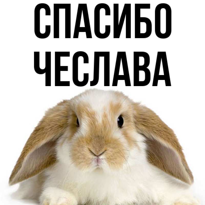 Картинка Спасибо, Чеслава