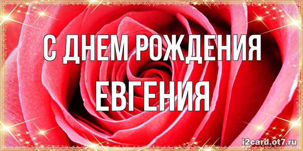 Открытка на каждый день с именем, Евгения С днем рождения розовая роза очень крупный бутон Прикольная открытка с пожеланием онлайн скачать бесплатно 