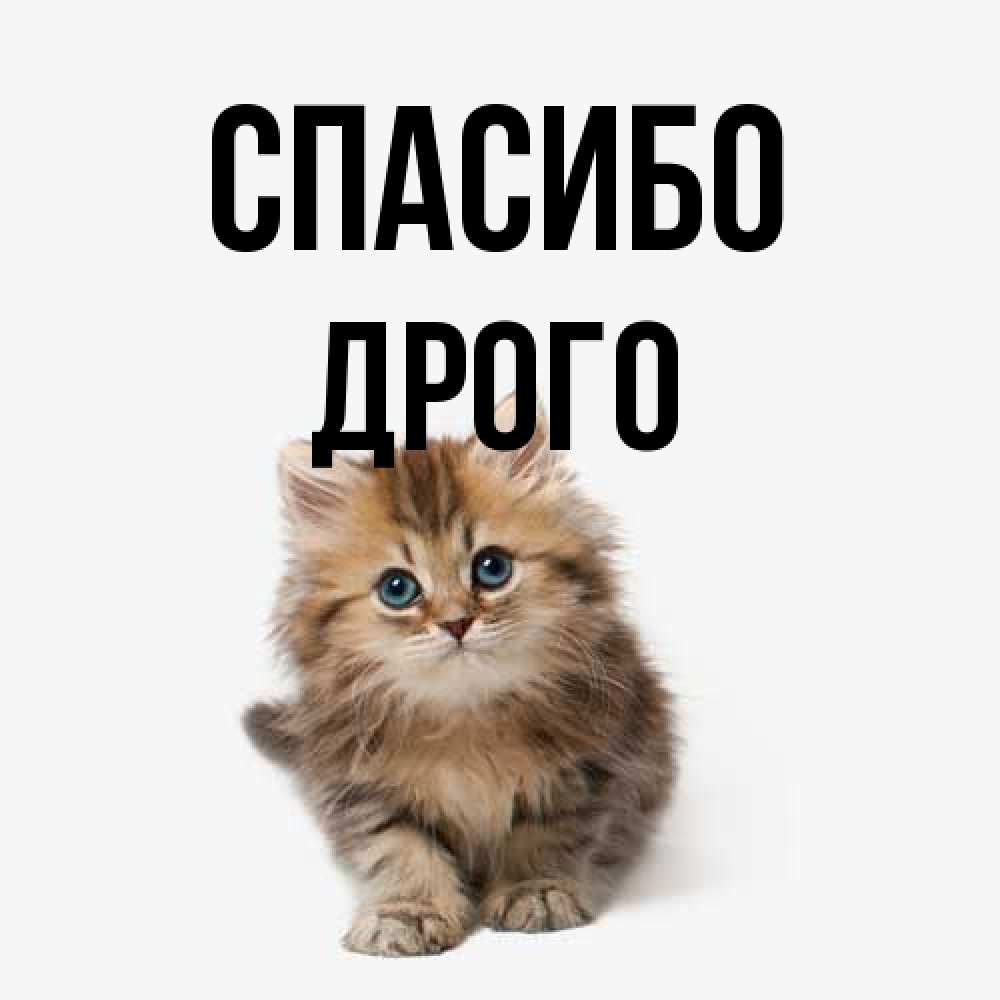 Открытка на каждый день с именем, Дрого Спасибо пушистый котик Прикольная открытка с пожеланием онлайн скачать бесплатно 