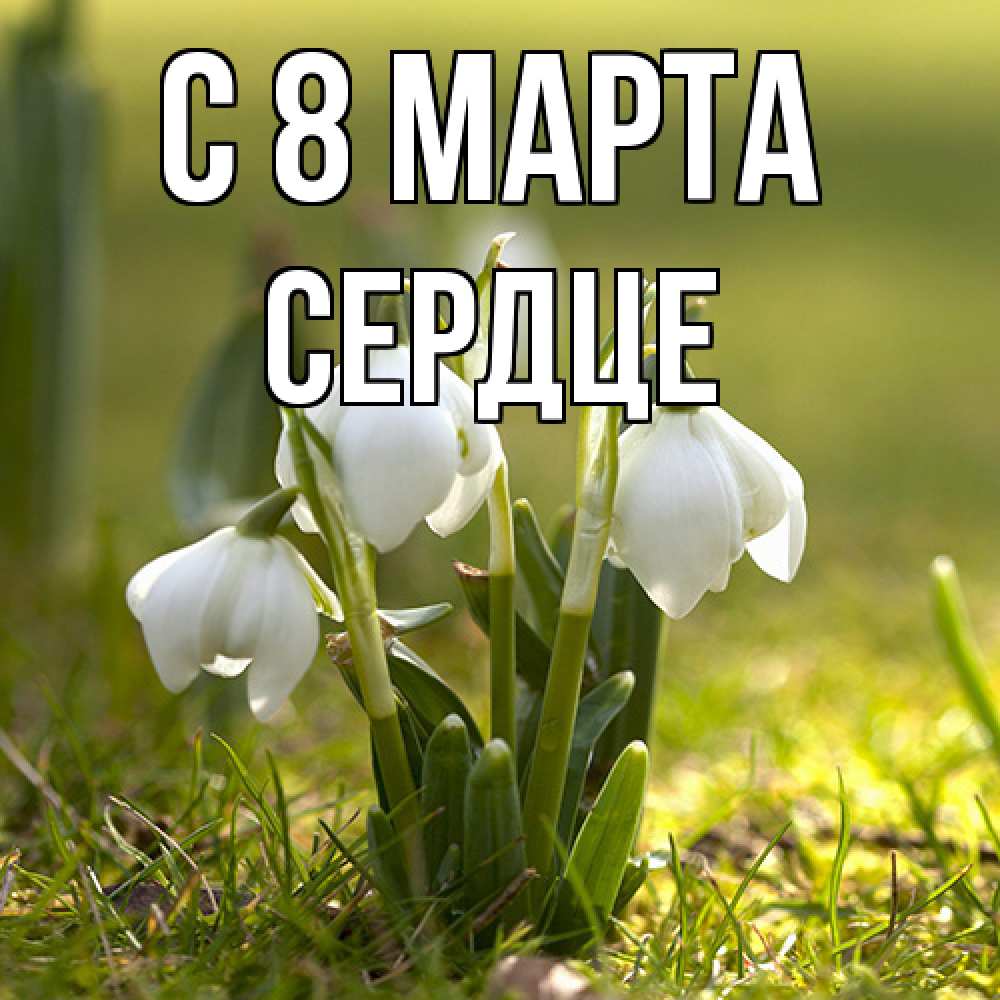 Открытка на каждый день с именем, сердце C 8 МАРТА ранние цветы 2 Прикольная открытка с пожеланием онлайн скачать бесплатно 