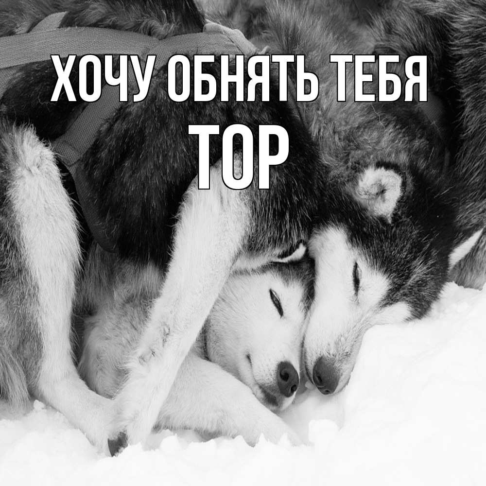 Открытка на каждый день с именем, Тор Хочу обнять тебя собачки в упряжке Прикольная открытка с пожеланием онлайн скачать бесплатно 