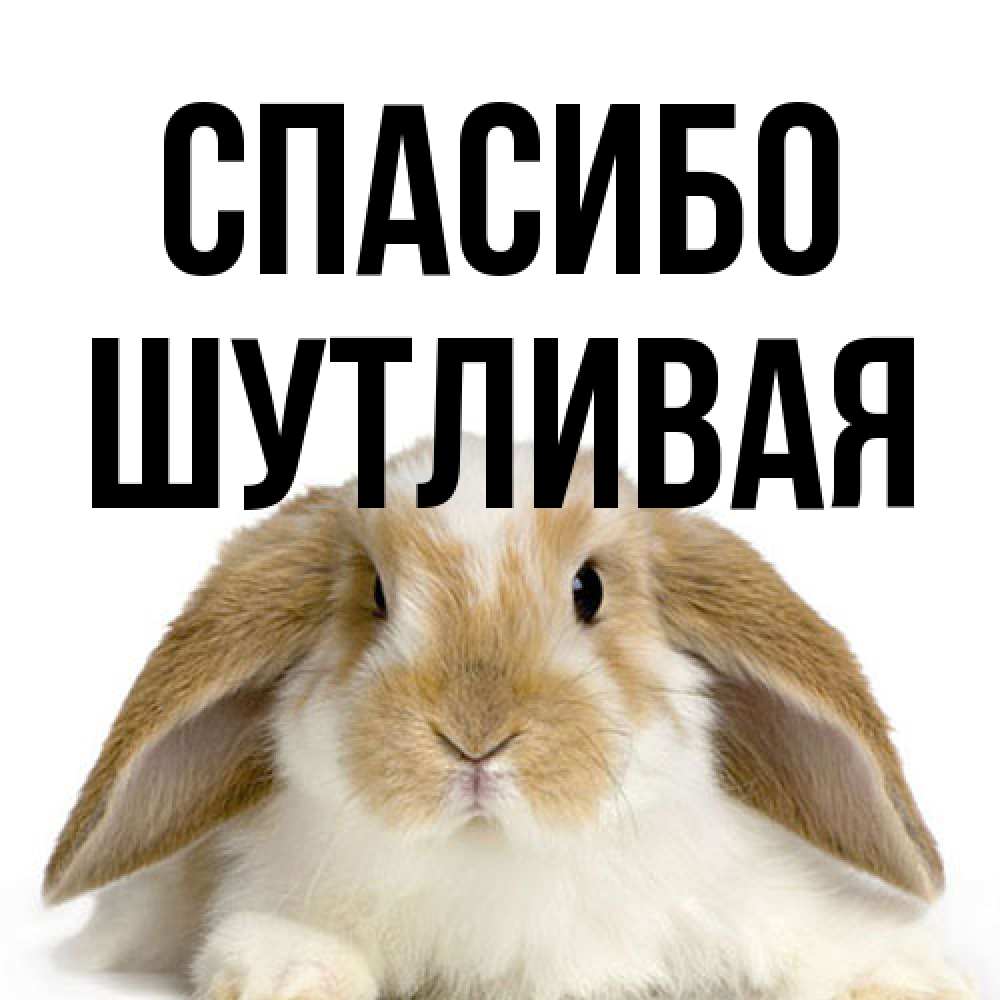 Открытка на каждый день с именем, Шутливая Спасибо коричнево белый заяц Прикольная открытка с пожеланием онлайн скачать бесплатно 