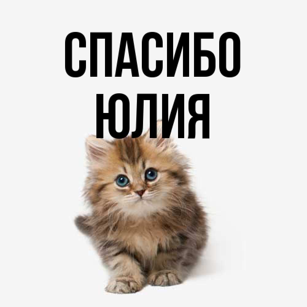 Открытка на каждый день с именем, Юлия Спасибо пушистый котик Прикольная открытка с пожеланием онлайн скачать бесплатно 
