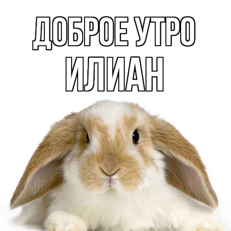 Картинка Доброе утро, Илиан