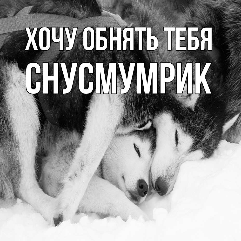 Открытка на каждый день с именем, Снусмумрик Хочу обнять тебя собачки в упряжке Прикольная открытка с пожеланием онлайн скачать бесплатно 