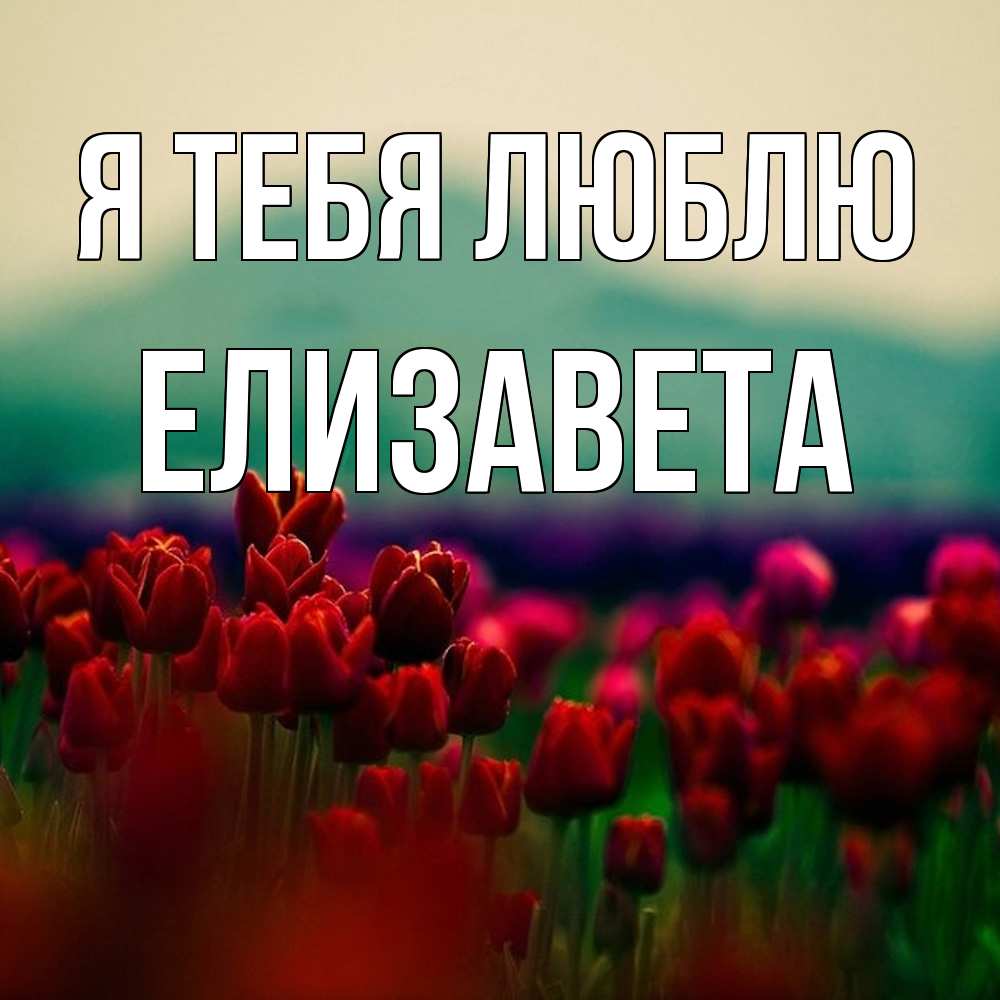Открытка на каждый день с именем, Елизавета Я тебя люблю тюльпаны 4 Прикольная открытка с пожеланием онлайн скачать бесплатно 