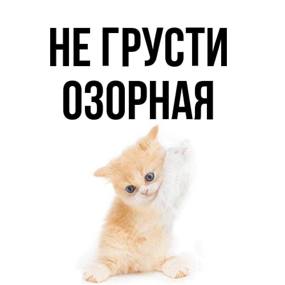 Открытка на каждый день с именем, Озоpная Не грусти просящий кот Прикольная открытка с пожеланием онлайн скачать бесплатно 