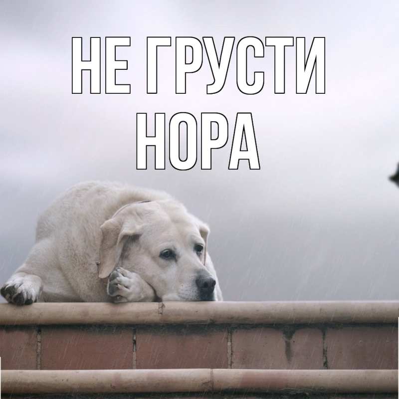 Картинка Не грусти, Нора