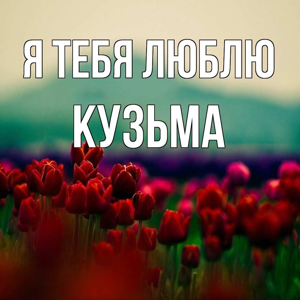 Открытка на каждый день с именем, Кузьма Я тебя люблю тюльпаны 4 Прикольная открытка с пожеланием онлайн скачать бесплатно 