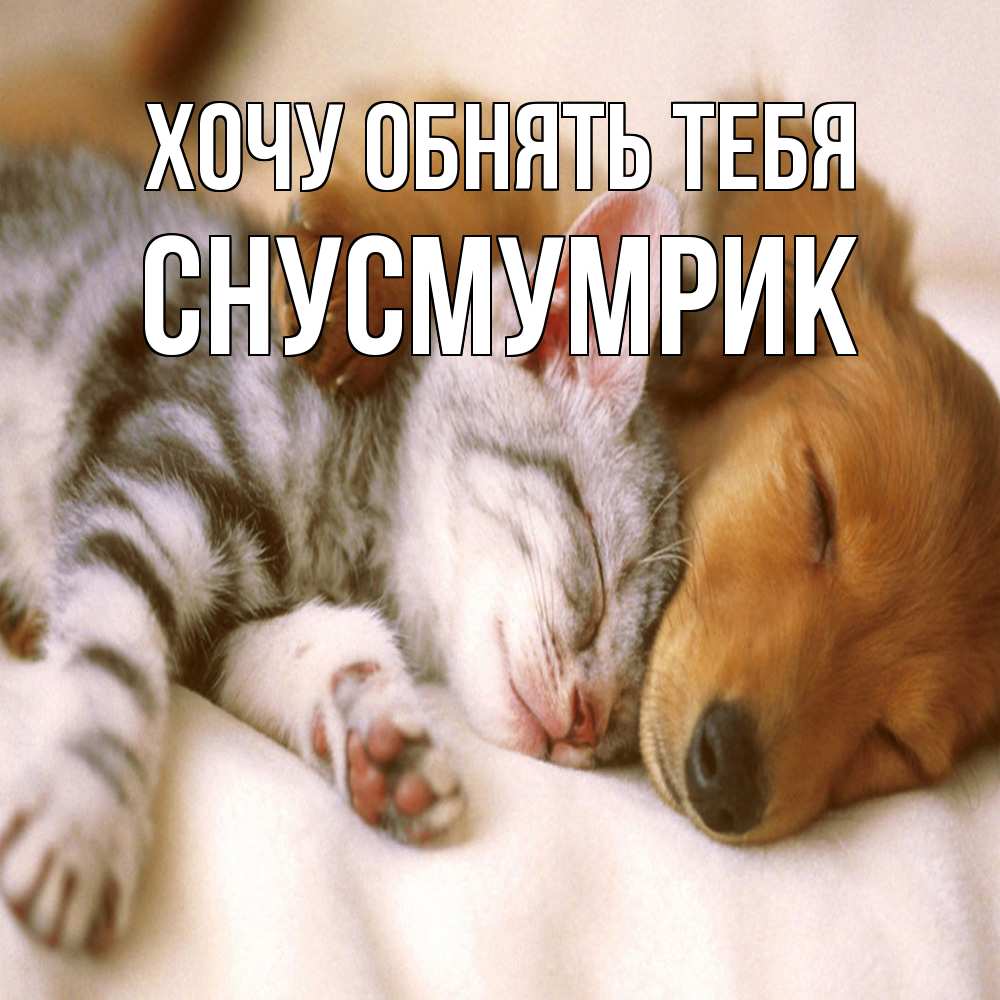 Открытка на каждый день с именем, Снусмумрик Хочу обнять тебя пес и котенок Прикольная открытка с пожеланием онлайн скачать бесплатно 