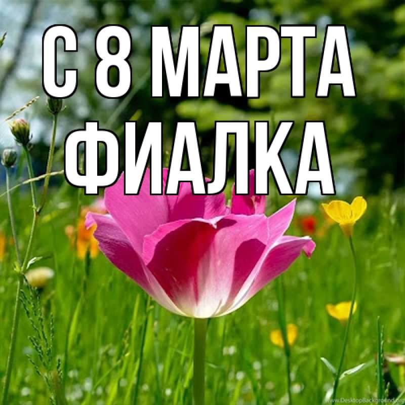 Картинка C 8 МАРТА, Фиалка