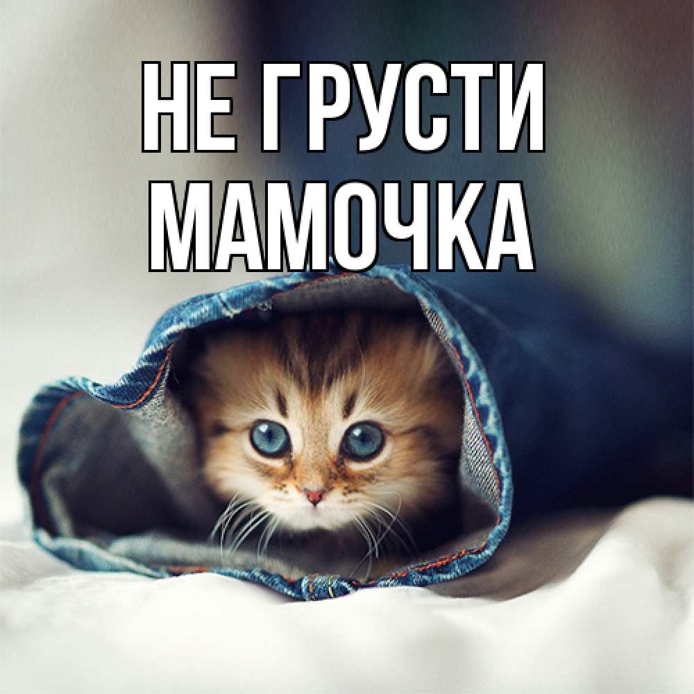 Открытка на каждый день с именем, Мамочка Не грусти кот в одежде Прикольная открытка с пожеланием онлайн скачать бесплатно 