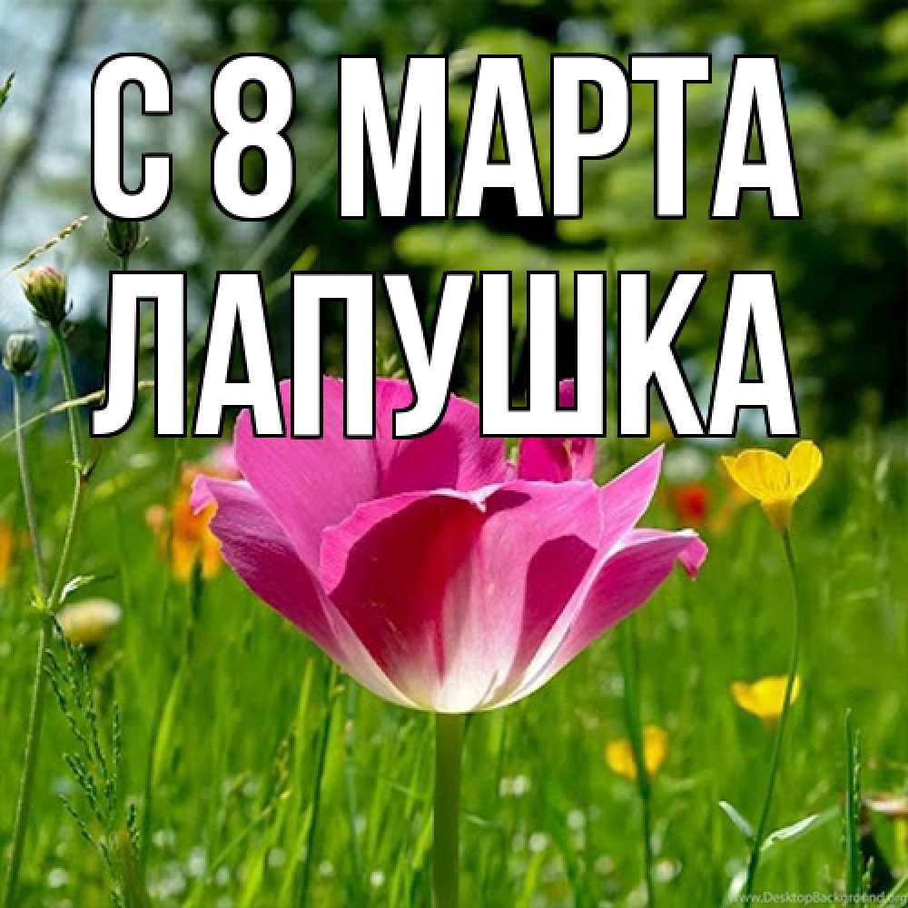 Открытка на каждый день с именем, лапушка C 8 МАРТА полевые цветы Прикольная открытка с пожеланием онлайн скачать бесплатно 