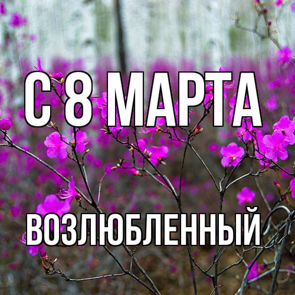 Открытка на каждый день с именем, Возлюбленный C 8 МАРТА дикие цветы Прикольная открытка с пожеланием онлайн скачать бесплатно 