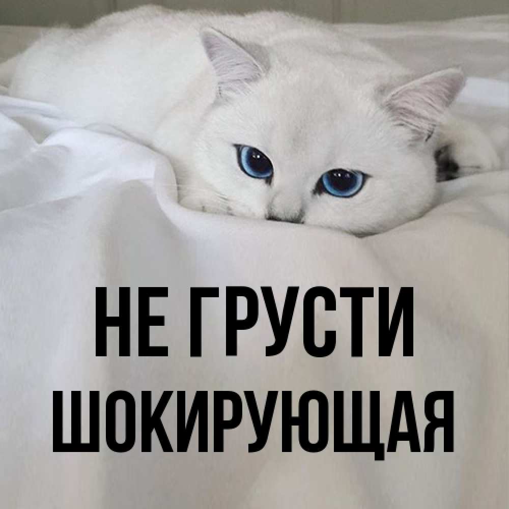 Открытка на каждый день с именем, Шокирующая Не грусти Голубоглазая кошка Прикольная открытка с пожеланием онлайн скачать бесплатно 