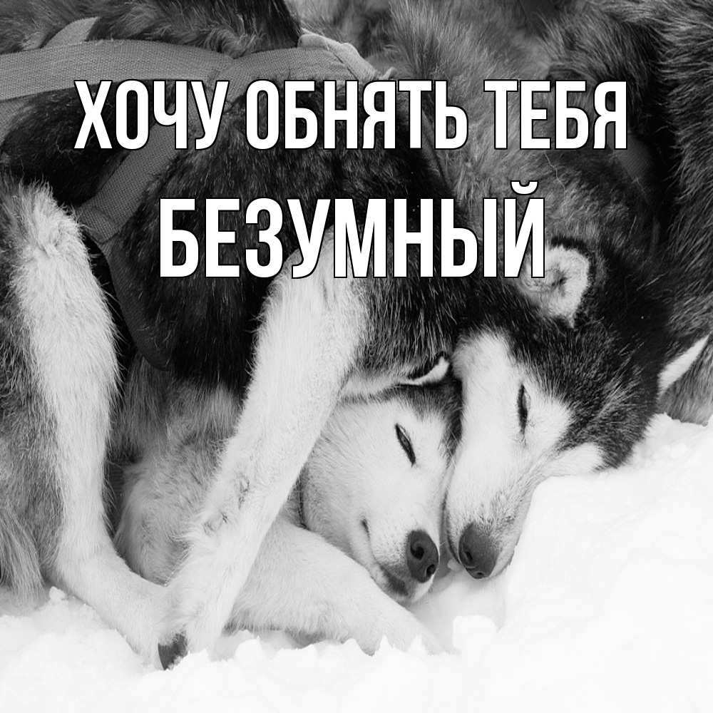 Открытка на каждый день с именем, Безумный Хочу обнять тебя собачки в упряжке Прикольная открытка с пожеланием онлайн скачать бесплатно 